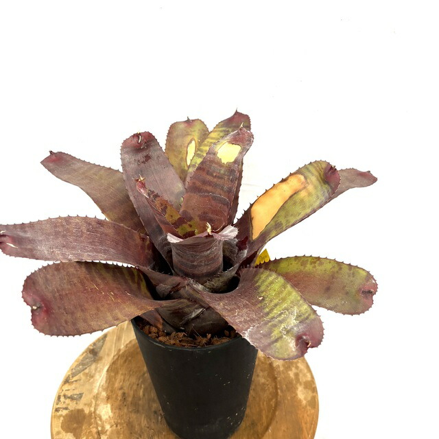 楽天市場】(現品) ネオレゲリア 'カルカロドン タイガー ハイブリッド