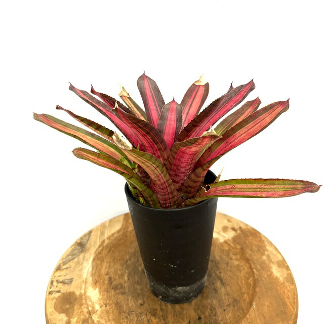 楽天市場】(現品) ネオレゲリア 'ブラッシングゼブラ' (No.62253