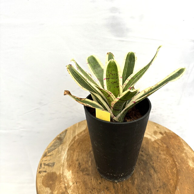 楽天市場】(現品) ケスネリア 'ラファエルオリベイラ' (No.62395