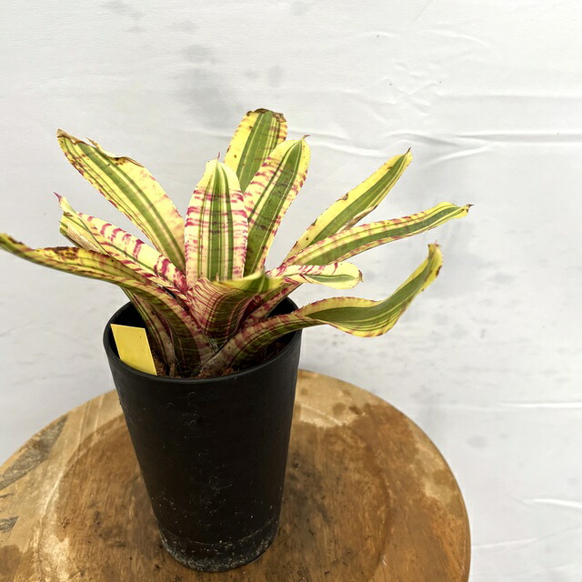 ネオレゲリア　ノスフェラトゥ 楽天市場】(現品) ネオレゲリア 'ノスフェラトゥ' (No.62655) (観葉