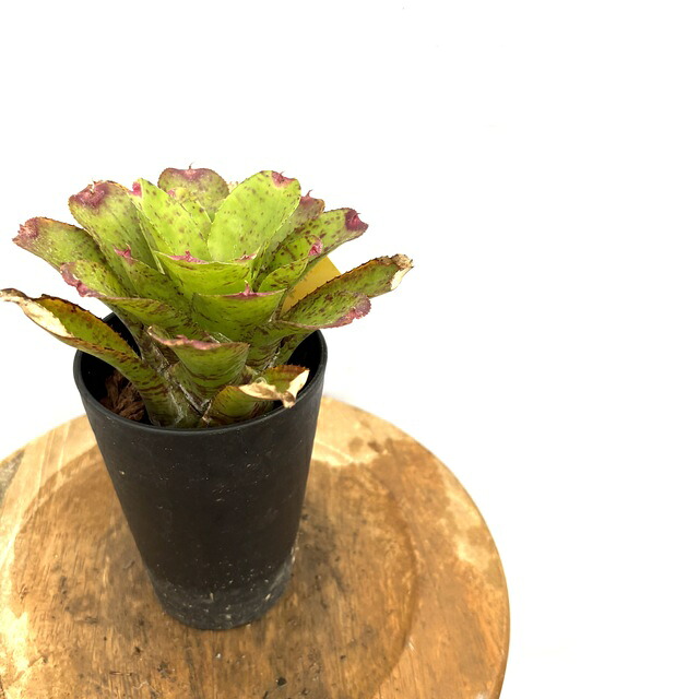 楽天市場】ネオレゲリア 'ルブロビッタータ' (観葉植物 おしゃれ 楽天市場】ネオレゲリア 'ルブロビッタータ' (観葉植物 おしゃれ