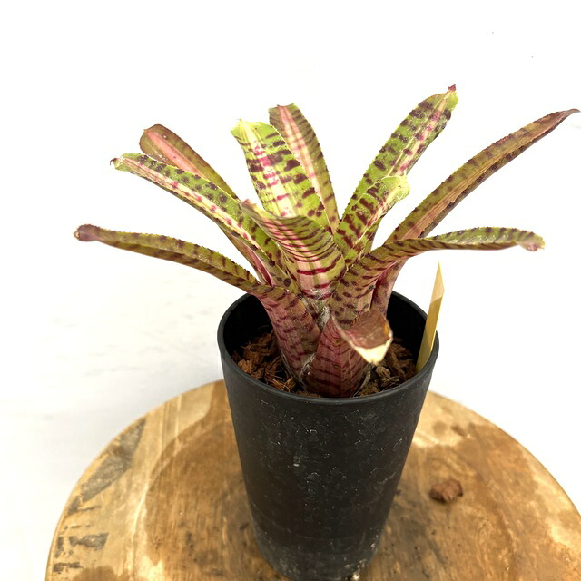 楽天市場】(現品) ケスネリア テストゥド 'アルボマージナータ' (No