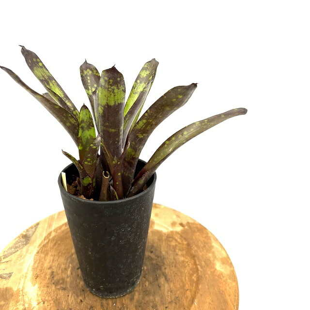 楽天市場】(現品) ケスネリア テストゥド 'アルボマージナータ' (No