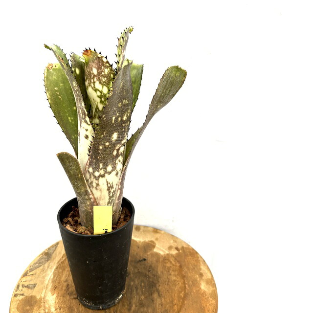 楽天市場】(現品) ビルベルギア 'リトルカウ' (No.62542) (観葉植物