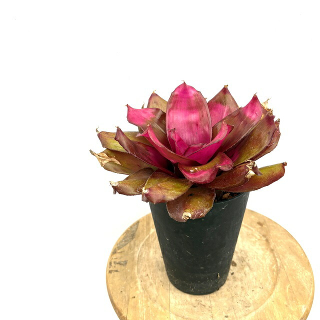 楽天市場】(現品) ネオレゲリア 'スネークチャーマー' (No.62631