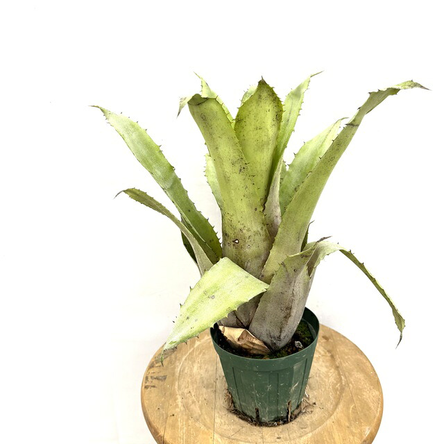 楽天市場】(現品) ホヘンベルギア マグニスピナ (No.62502) (観葉植物