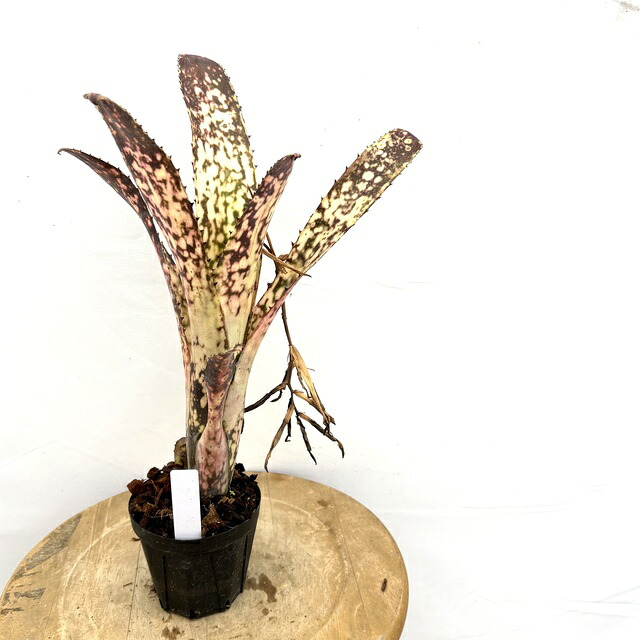 Billbergia 'Arribella'〔ビルベルギア〕現品発送B300 送料無料】Billbergia 'Arribella'〔ビルベルギア〕現品発送B300