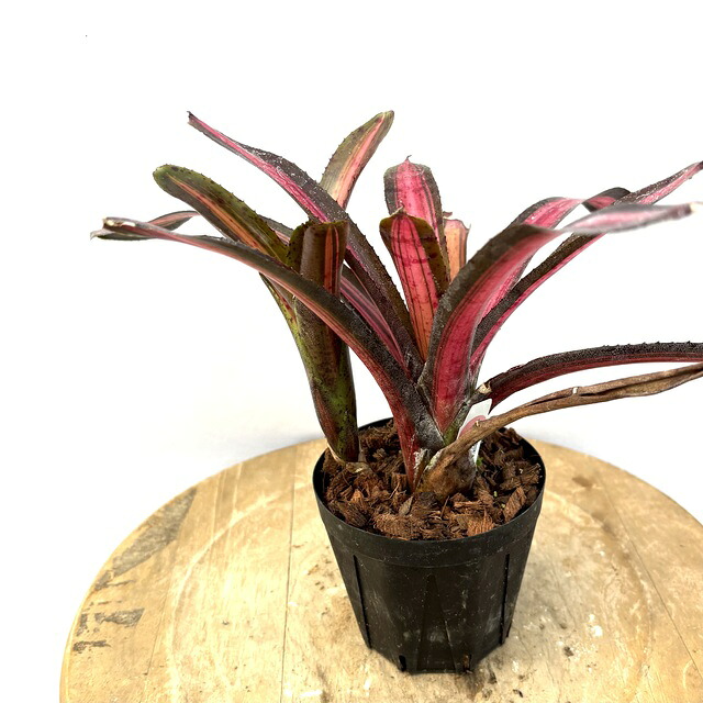 ブロメリア・エアープランツ Canistrum Seidelianum Dark form