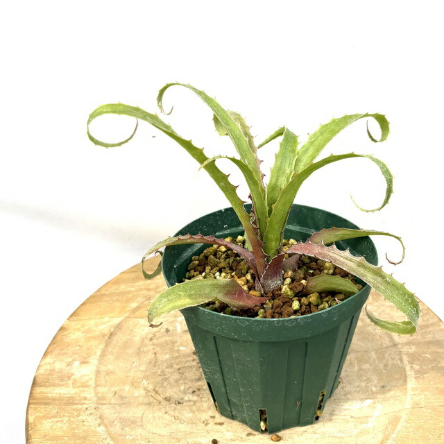 楽天市場】(現品) ホヘンメア 'レッドライン' (No.62506) (観葉植物