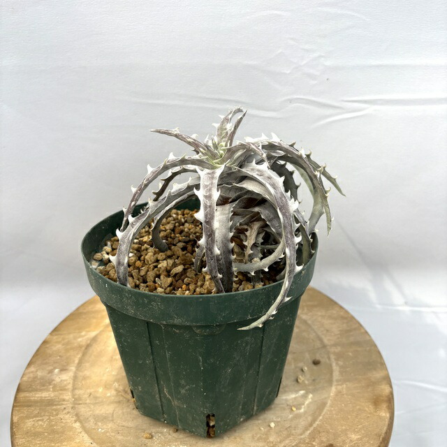 楽天市場】(現品) ディッキア ケスウィック 実生苗 (No.62121) (観葉