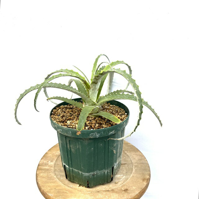 楽天市場】(現品) ヘクチア ラナータ 実生苗 (No.62101) (観葉植物