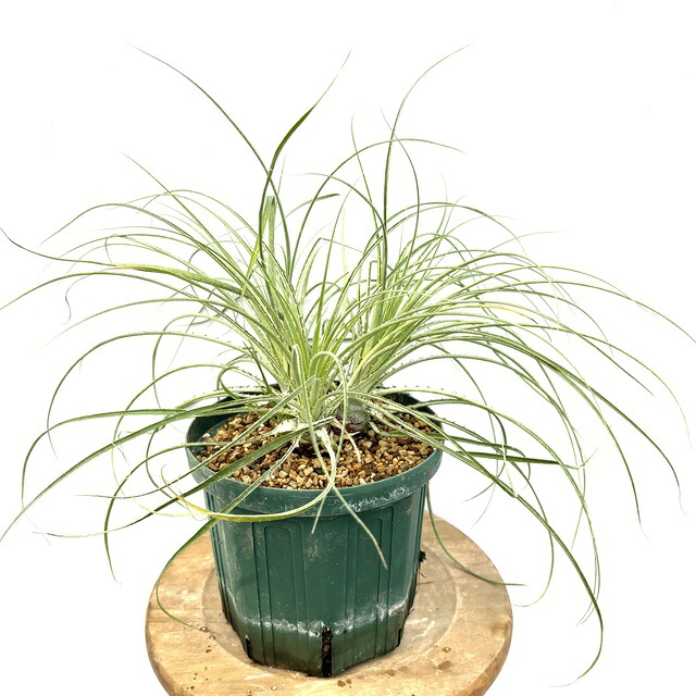 楽天市場】(現品) ケスネリア テストゥド 'アルボマージナータ' (No