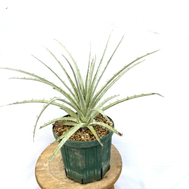 楽天市場】(現品) プヤ フェルギネア (No.61985) (ブロメリア 観葉植物