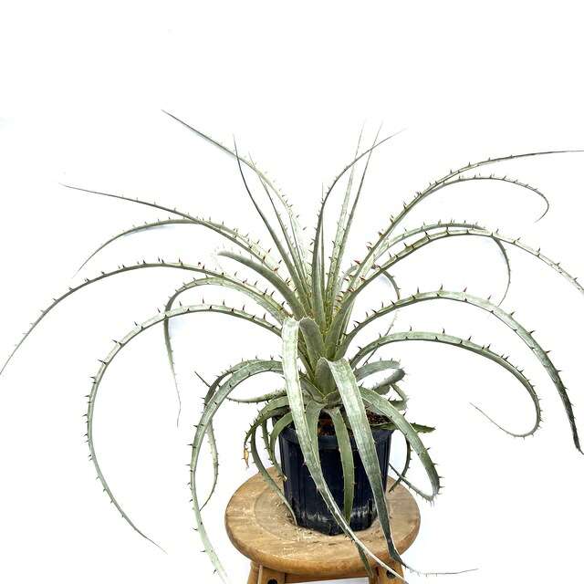 楽天市場】【現品・現物】プヤ・セルーレア 大株 puya coerulea 8号 UR