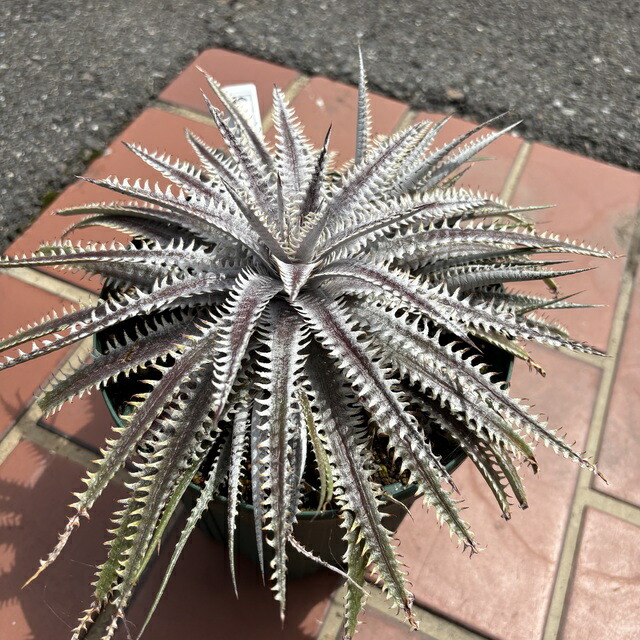 楽天市場】(現品) ディッキア (big brother × fosteriana) (No.62470