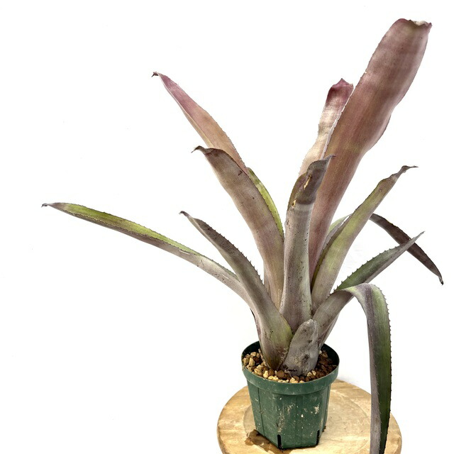 楽天市場】(現品) エクメア ヌディカウリス 'シルバーストリーク