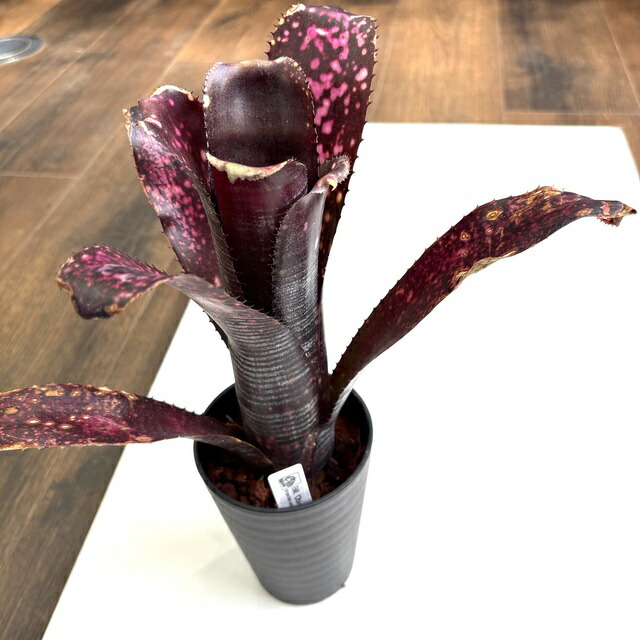 楽天市場】PLANCHU 観葉植物 ビルベルギア ダースベイダー 4号