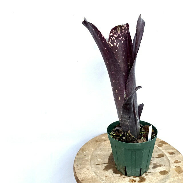 楽天市場】(現品) ビルベルギア 'オビワン' (No.62405) (観葉