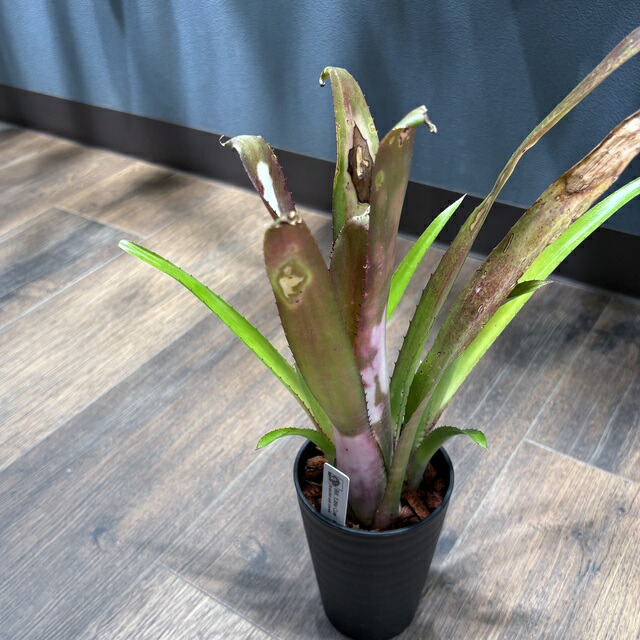 ブロメリア・エアープランツ Billbergia Kolan Spirit Billbergia Kolan Spirit
