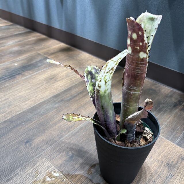 ブロメリア・エアープランツ Billbergia Obi-Wan ビルベルギア オビ-ワン「Billbergia Obi - Wan」64G-3 | SHOUC