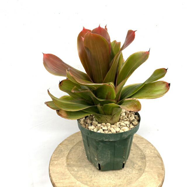 楽天市場】(現品) ネオレゲリア 'ノスフェラトゥ' (No.62655