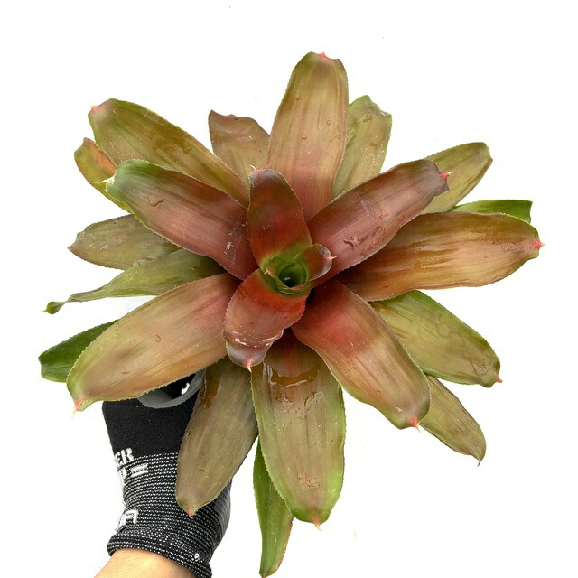 楽天市場】(現品) ネオレゲリア 'グローブス レッドタイガー' (No