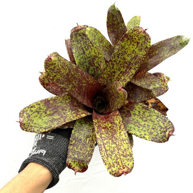 楽天市場】(現品) ネオレゲリア 'カルカロドン タイガー