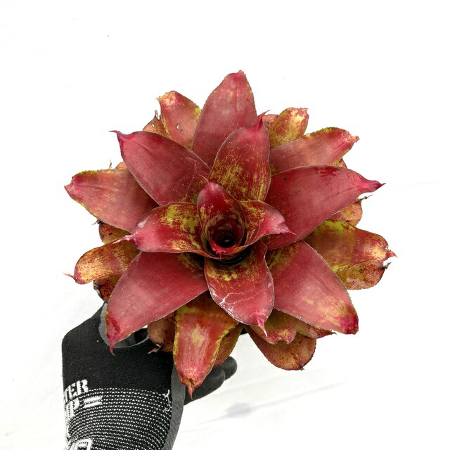 ネオレゲリア　カルカロドンハイブリッド大株 安いネオレゲリア カルカロドンの通販商品を比較 | ショッピング