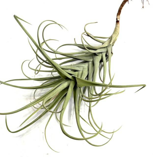 楽天市場】観葉植物：チランジア エアープランツ ドラティ 現品