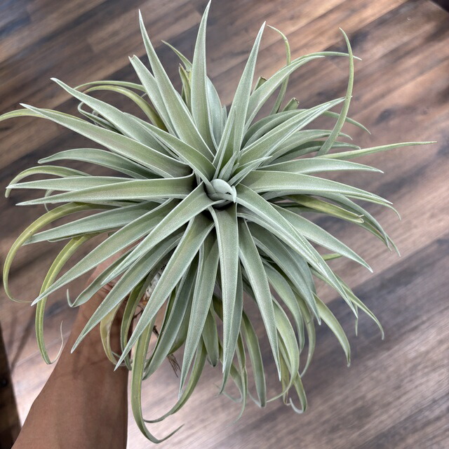 楽天市場】(現品) チランジア 交配種(マグニスピカ