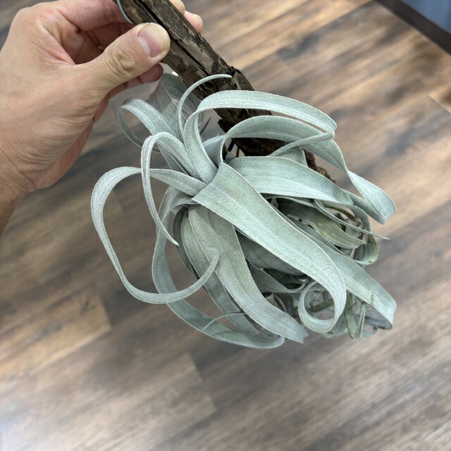 楽天市場】(現品) チランジア (ビーコレアーレ × ディグエッティ) (No