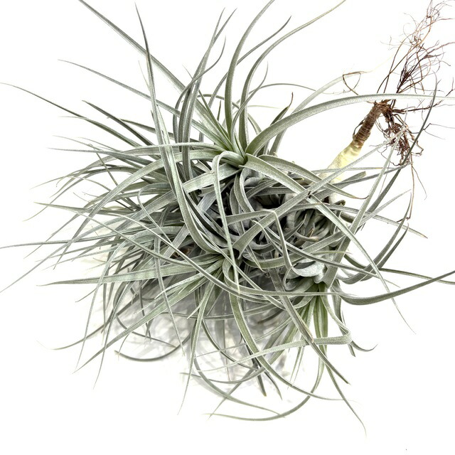 stricta var. piniformis〔エアプランツ〕T5261 stricta var. piniformis〔エアプランツ〕T5261 チランジア