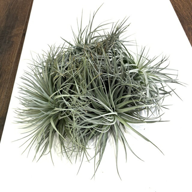 stricta var. piniformis〔エアプランツ〕T5261 stricta var. piniformis〔エアプランツ〕T5261 stricta var