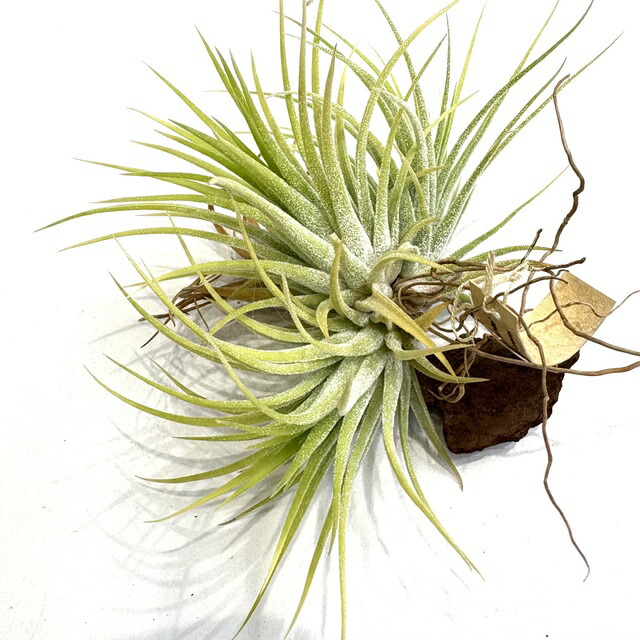 エアプランツ　チランジア　イオナンタ　アルボマージナータ imgrc0114402965.jpg