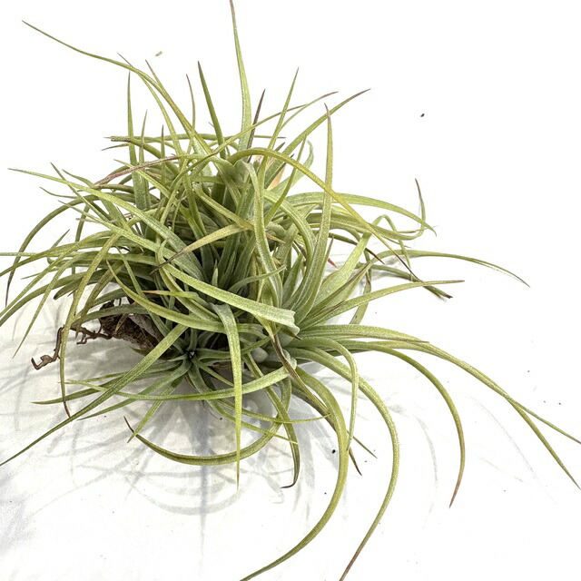 楽天市場】(現品) チランジア イオナンタ バリエガータ 斑入り