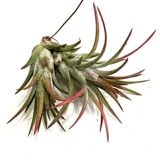 楽天市場】(現品) チランジア イオナンタ バンハイニンギー ミノール