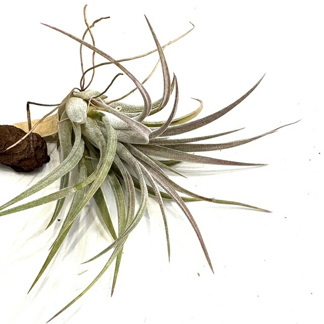 チランジア ティムズロイヤルトレジャー チランジア ティムズロイヤルトレジャー 現品) チランジア