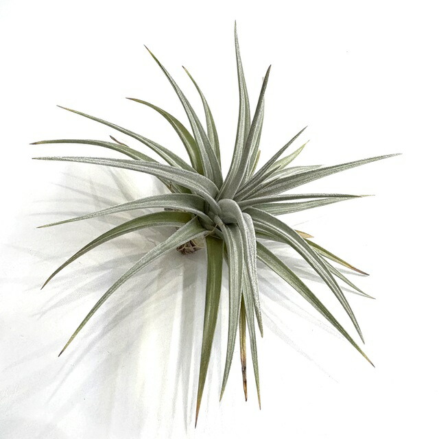 楽天市場】(現品) チランジア フレクスオーサ ツイステッドフォーム