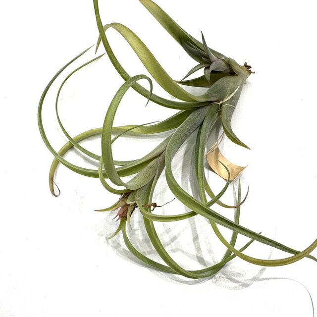 楽天市場】(現品) チランジア ブルボーサ アルバ (No.21769) (エアー