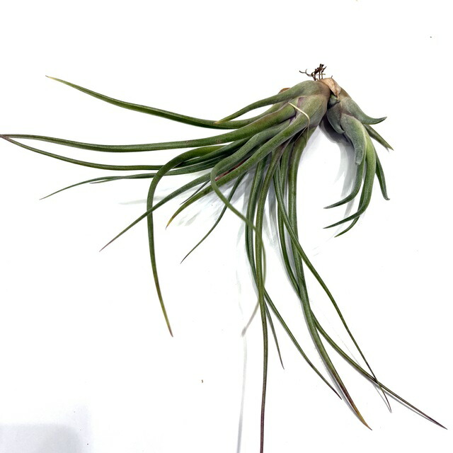 楽天市場】(現品) チランジア 交配種(エーレルシアナ × ブルボーサ