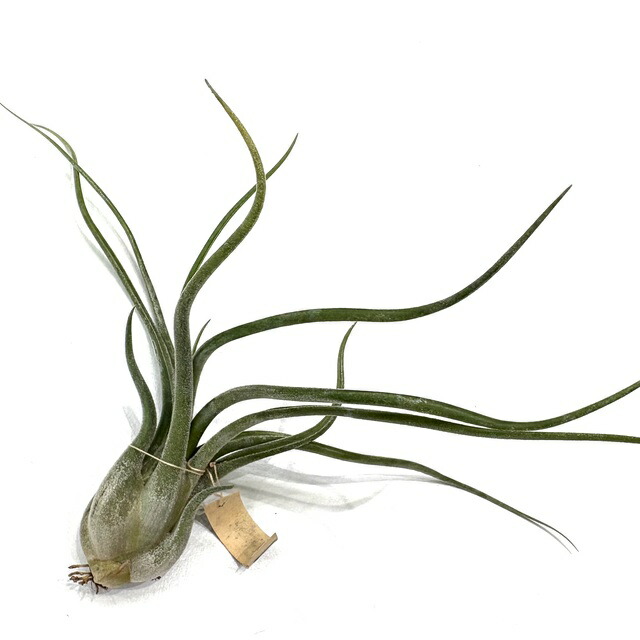 楽天市場】(現品) チランジア カプトメデューサ 'ジャイアント' (No