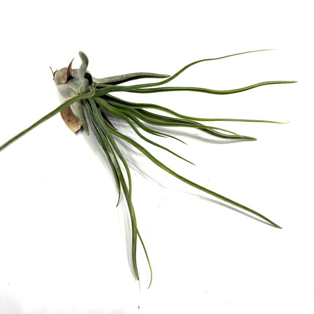 チランジア ティムズロイヤルトレジャー 楽天市場】(現品) チランジア 'ティムズ ロイヤルトレジャー