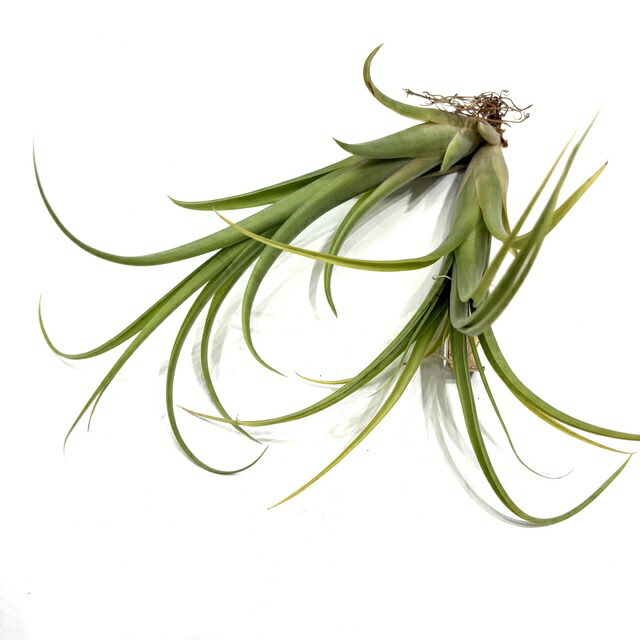 楽天市場】(現品) チランジア カピタータ 'シルバーローズ' (No.22305