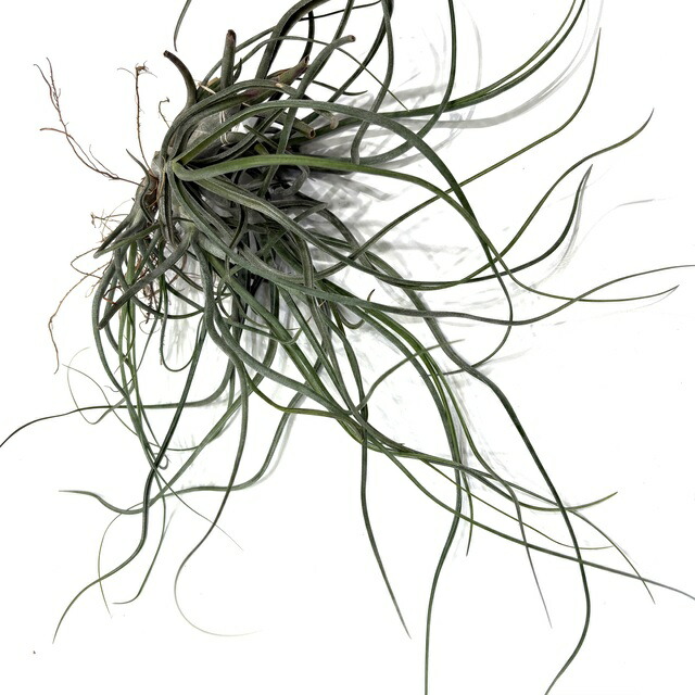 モ*オ様 レア⭐︎ チランジア　ブルボーサ　アルバ　エアプランツ エアプランツ（チランジア）ブルボーサ・ハイブリット鉢植え