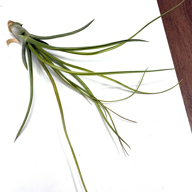 楽天市場】(現品) チランジア ブルボーサ アルバ (No.21769