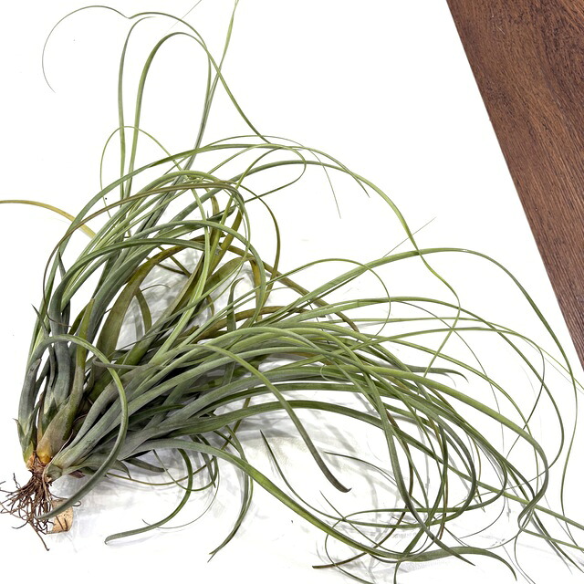 (現品) チランジア バルビシアナ (No.22209) (エアープランツ ティランジア 観葉植物 おしゃれ 壁掛け インテリア ミニ 小型 吊り下げ 室内 バルビシアーナ balbisiana)
