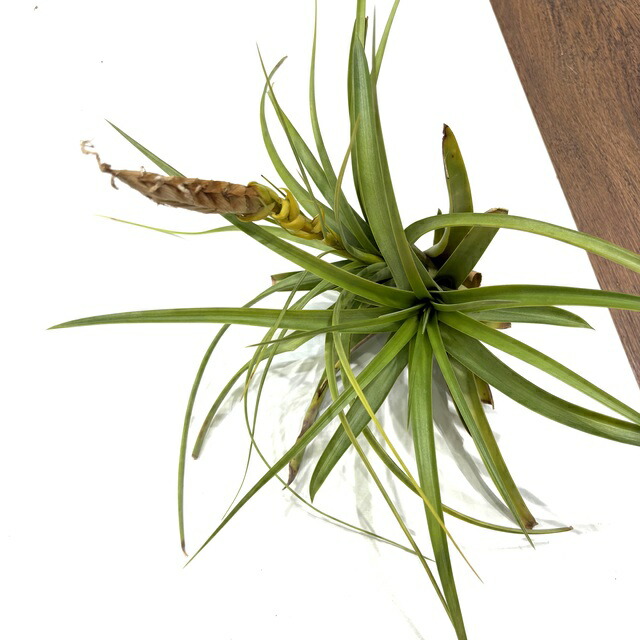 チランジア ロゼイフローラ 楽天市場】(現品) チランジア