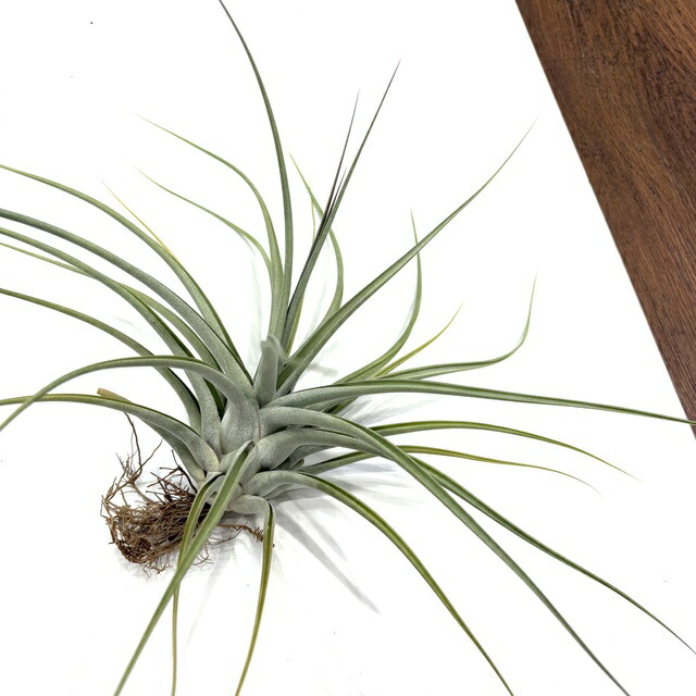 Tillandsia InterestingとChameleonのセット 楽天市場】(現品) チランジア 'カメレオン' (No.22006) (エアー