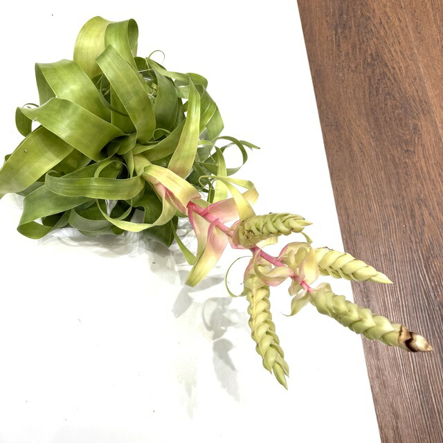 楽天市場】(現品) チランジア 'レッドロビン' (No.21976) (エアー