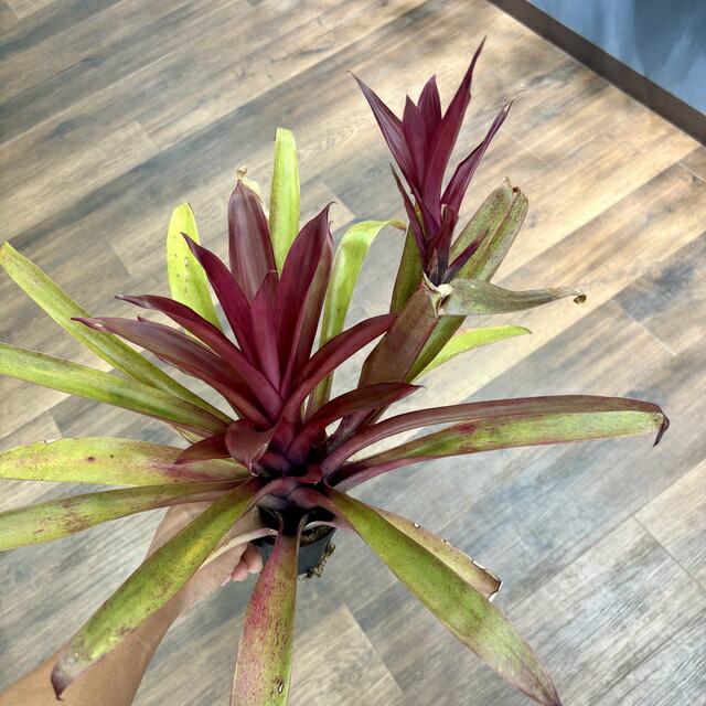 【現品】多頭　ストラミネア　チランジア　ティランジア　エアープランツ　928番 チランジア・ストラミネア・ディープパープル Tillandsia